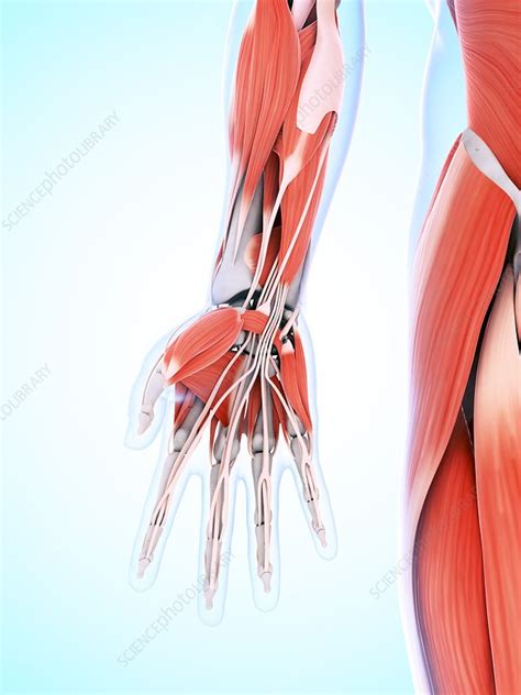 Human hand muscles, artwork - Stock Image - F010/1671 - Science Photo ...