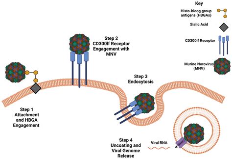 Viruses Free Full Text Norovirus An Overview Of Virology And