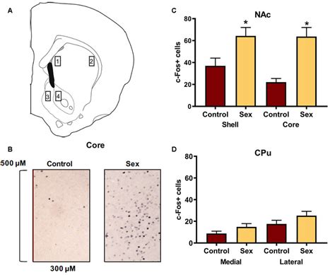 Female Sexual Behavior Activates The Nucleus Accumbens Nac Shell And