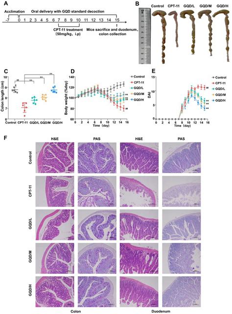 Gqd Standard Decoction Against Cpt 11 Induced Cid In Mice A Modeling