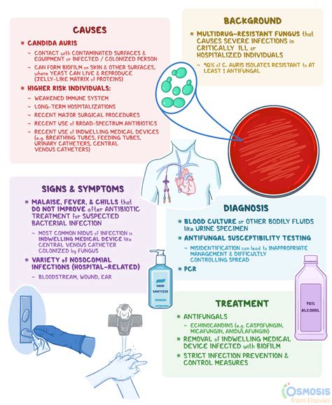 Candida Auris Infection What Is It Causes Signs And More Osmosis