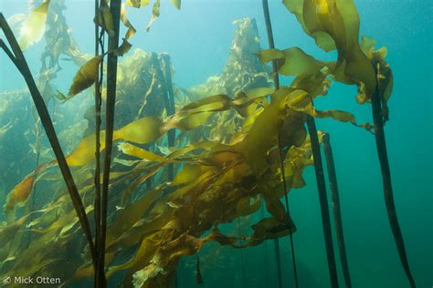 Mick's marine biology: Underwater forest of bull kelp: a dream comes true