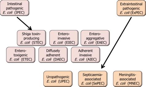 Introductory Chapter The Versatile Escherichia Coli Intechopen