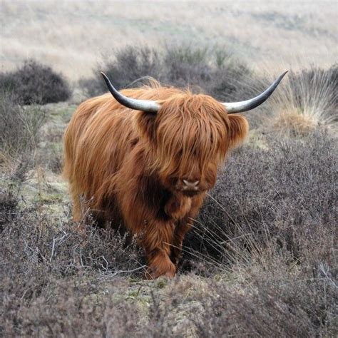 Best 25+ Long haired cows ideas on Pinterest | Highland cattle ...