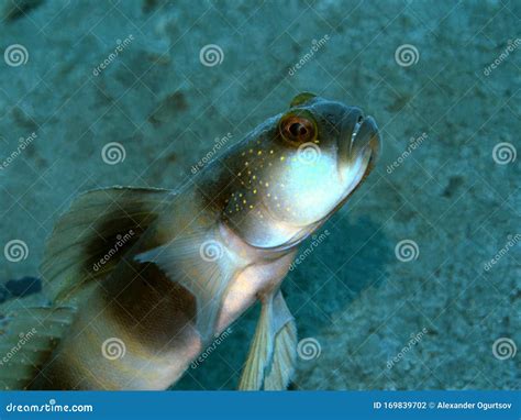 goby fish stock photo image  water goby manado