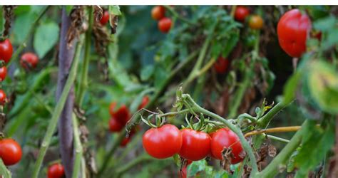 The Complete Guide To Tomato Farming In Nigeria Tips And Strategies