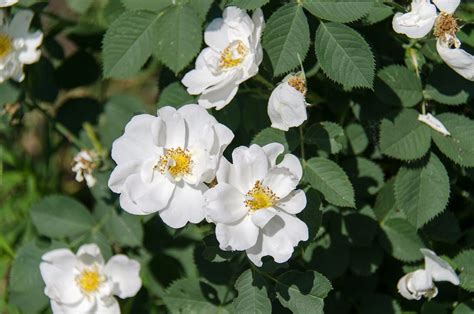 10 Popular White Rose Bush Varieties Blooming Anomaly