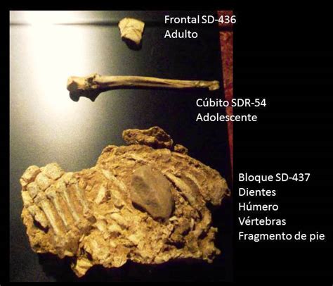 Los 13 neandertales de la cueva El Sidrón Nutcracker Man