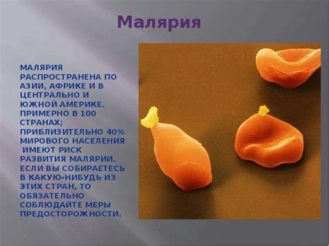 Малярийный плазмодий - скачать презентацию
