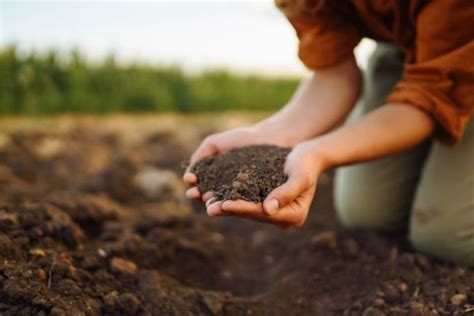 The Role Of Soil In Agriculture Cool Org