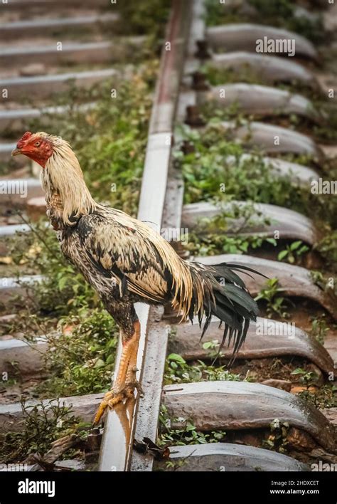 Rooster Madagascar Roosters Madagascars Stock Photo Alamy