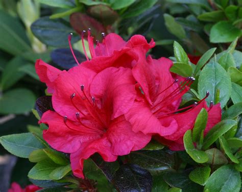 Azalea Evergreen Johanna 3 Litre Stewarts Garden Centre