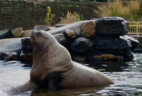 Free Images : rock, mammal, fauna, sea lion, sleep, walrus, seals ...
