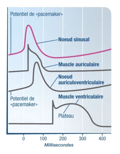 Introduction Au Syst Me Cardiovasculaire Flashcards Quizlet