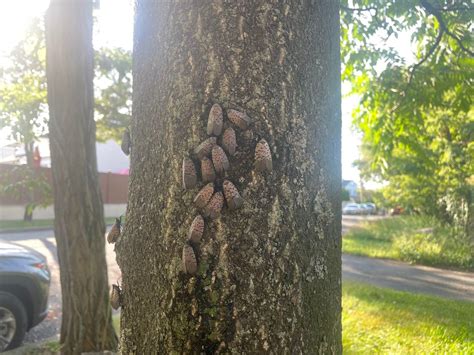 How Do Spotted Lanternflies Damage Trees Jasmin Blalock