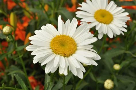 Shasta Daisy – Growing and Caring for Shasta Daisy Flowers | Garden Design