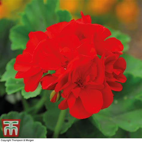 Your Guide To Pelargoniums Geraniums JParkers Atelier Yuwa Ciao Jp