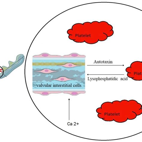 Interaction Between Platelets And Valvular Interstitial Cells In Aortic