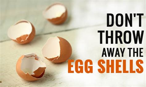 Don T Throw Away The Egg Shells The Wellness Corner