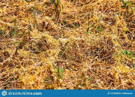 Dodder Genus Cuscuta Is The Parasite Wraps Stock Photo Image Of