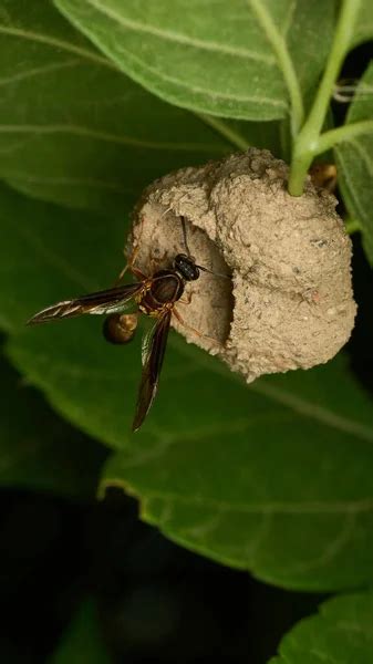 Hit wasp nest Stock Photos, Royalty Free Hit wasp nest Images | Depositphotos