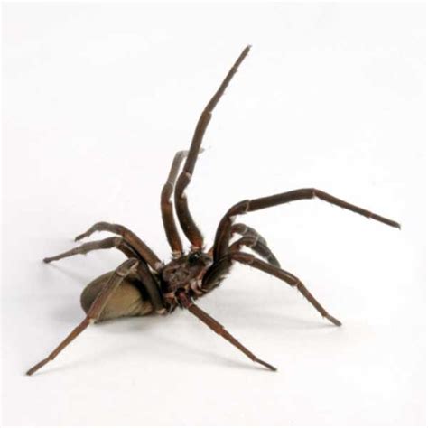 Cellar Spider Identification And Behavior Cellar Spider Control