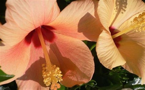 Buy Single Peach Tropical Hibiscus Gallon Tropical Plants Flowering