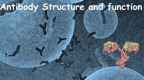 Antibody Structure And Function Youtube