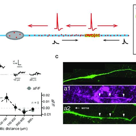 Gonadotropin Releasing Hormone Gnrh Neurons Display A Dendron With