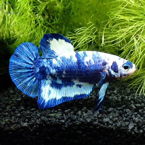 Kampffisch Plakat White Blue Pearl Betta Splendens Gn14 AquaPro2000