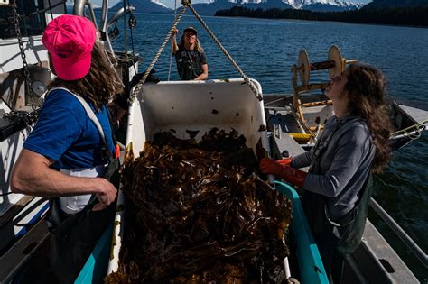 Can Alaska’s kelp farms transform its economy? - Washington Post