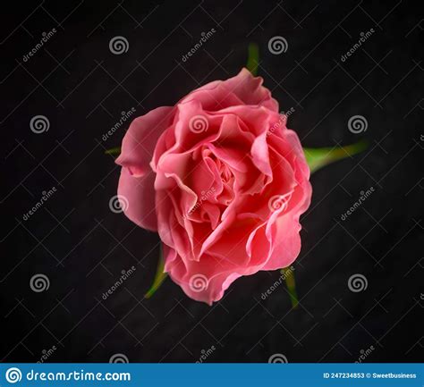 Beautiful Flower On Black Background Close Up Stock Image Image Of