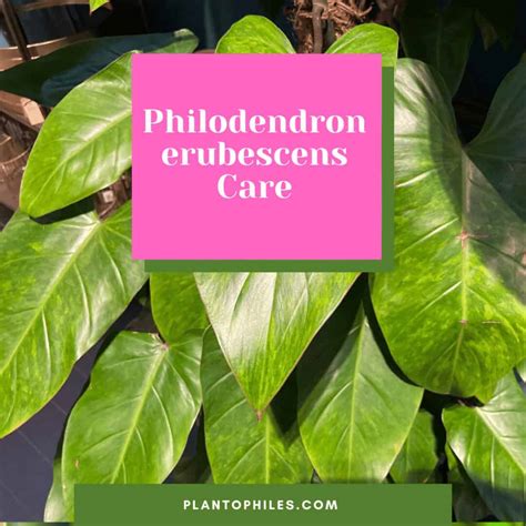 Philodendron Erubescens Care Blushing Philodendron Guide