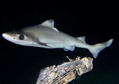 Blackfin Gulper Shark