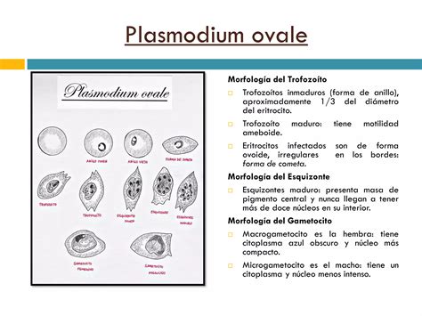 Parasitosis Humanas MorfologÍa Ppt Descarga Gratuita