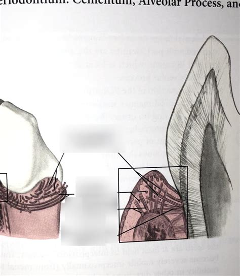 Gingival Fiber Groups Diagram Quizlet