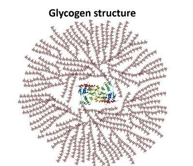 Recarga De Gluc Geno Muscular En Qu Consiste