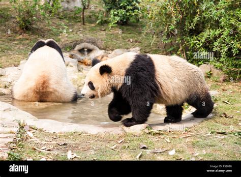 Giant Panda Bear Stock Photo - Alamy