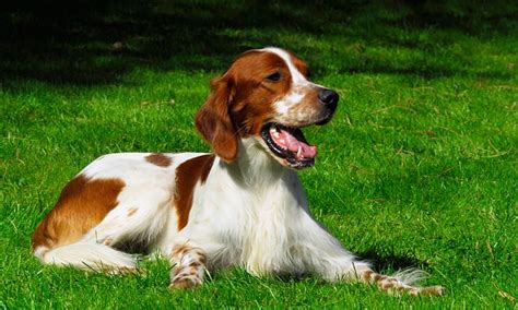 Irish Red And White Setter Is The Uk S Most Endangered Breed Daily