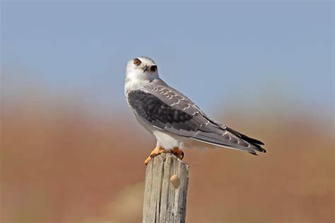 Peneireiro Cinzento Elanus Caeruleus Black Winged Kite Flickr