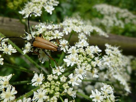 Free Images Nature Branch Blossom Flower Herb Produce Botany