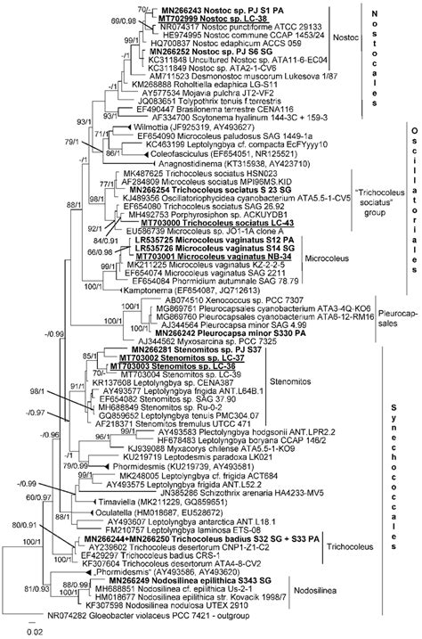 Molecular Phylogeny Of Cyanobacteria Based On Ssu Rrna Sequence