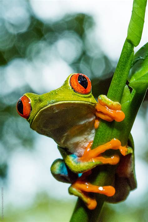 Portrait Of Red Eyed Tree Frog Agalychnis Callidryas By Stocksy