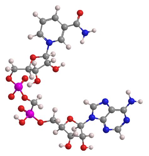 Nadh Molecule 3d