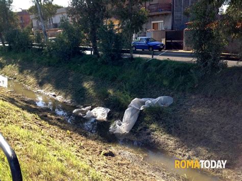 FOTO Amianto Materassi E Calcinacci La Denuncia Del Cdq Ostia