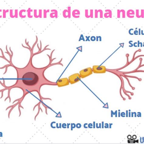 Admitir comedia Certificado cuales son las partes de la neurona Envío cojo En la mayoría de los ...