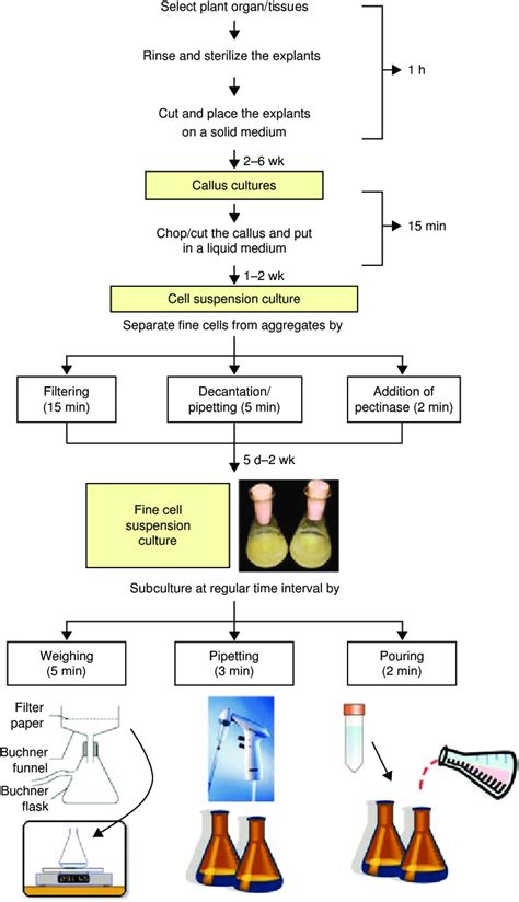 Scheme Of The Procedure Of Initiation And Maintenance Of Plant Cell