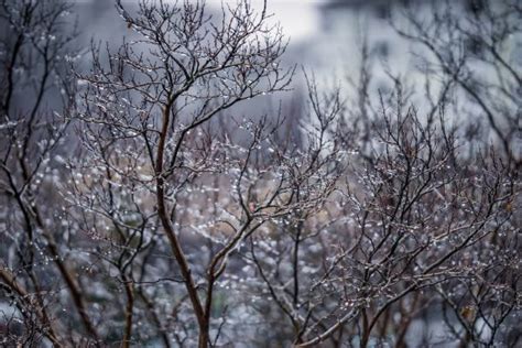 Wallpaper Sunlight Water Nature Snow Winter Branch Blue Ice