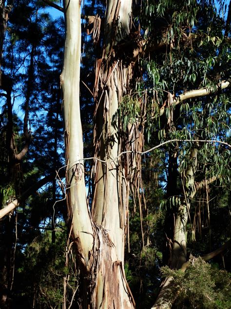 Banco De Imagens árvore Natureza Ramo Plantar Madeira Folha