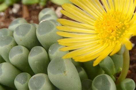 Fenestraria Aurantiaca Baby Toes Debra Lee Baldwin